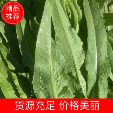 精品油麦菜叶绿根直叶展25-35公分颗大