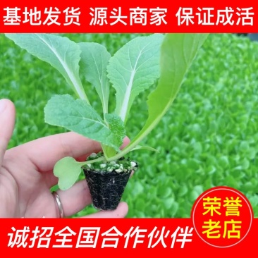 【基地货源】精品黄芯白菜苗精心培育量大价低保证成活售后指导