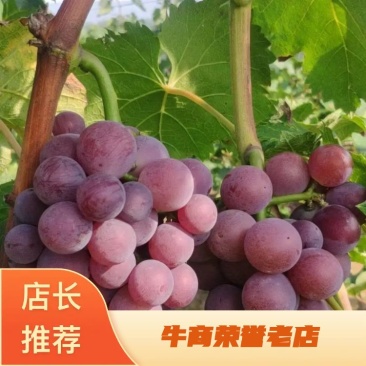 大量批发山东烟台龙口巨峰葡萄颗粒大甜度高大量上市中
