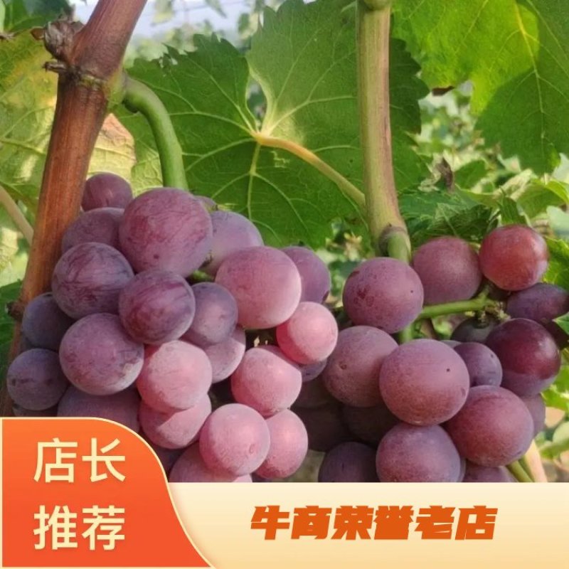 大量批发山东烟台龙口巨峰葡萄颗粒大甜度高大量上市中