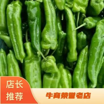 河南辣椒301辣椒15~20厘米微辣精品青椒