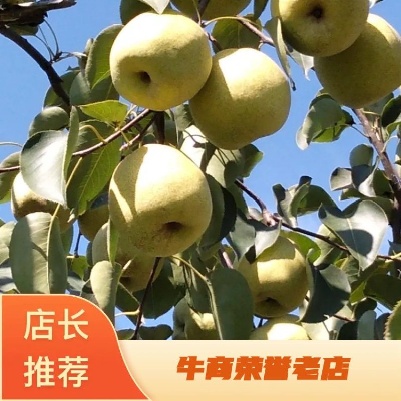 砀山酥梨，价格美丽，品质保证，产地直发，一手货源