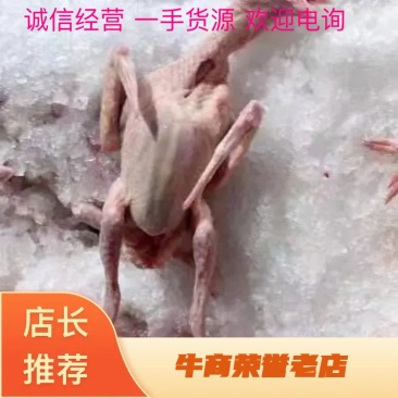 [热销中]乳鸽大量供货，一手货源，诚信经营，欢迎电询