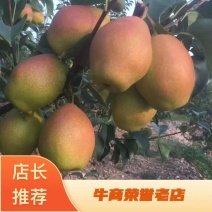 【推荐】河南红香酥梨货源充足对接商超质优价廉冷库货