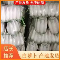 【精选白萝卜】河南开封白萝卜现货常年供应全国批发