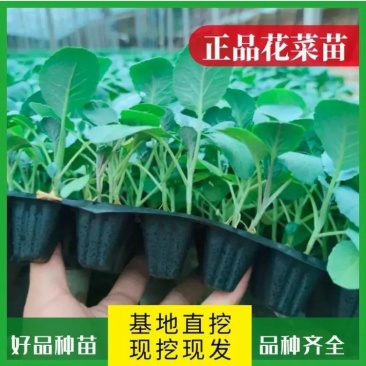 有机花菜苗菜花苗基地培育秋冬耐寒蔬菜种苗无中间商
