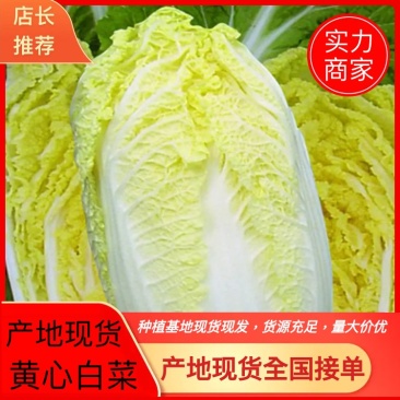 【精品】湖北白菜大白菜黄心白菜一手货源保质保量