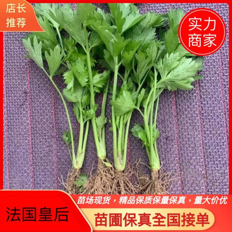 【安心购】法国皇后，芹菜苗新品种，农厂直供，易成活，