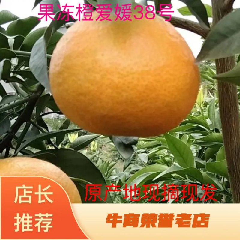 精品爱媛果冻橙基地直供一手货源品质保证诚信经营