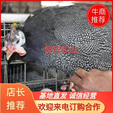 【推荐】珍珠鸡苗厂家直发质量保证诚信企业欢迎来电订购