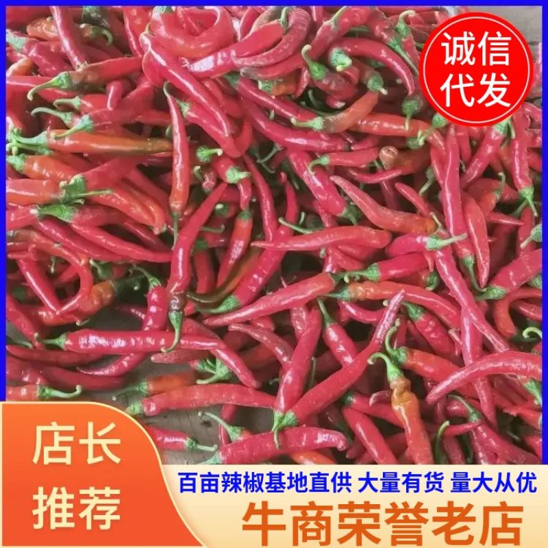 山西辣椒，鲜红辣椒，红椒大量有货，百亩辣椒基地直供