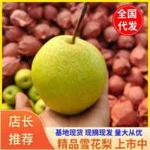 【精品雪花梨】山西梨质量保证量大从优基地现摘诚信代发