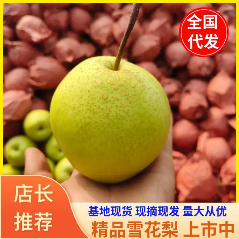 【精品雪花梨】山西梨质量保证量大从优基地现摘诚信代发