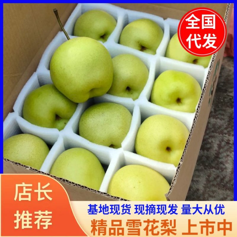 【精品雪花梨】山西梨质量保证量大从优基地现摘诚信代发