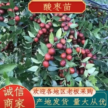 酸枣苗。双仁酸枣苗，药用酸枣苗，酸枣树苗现挖现发