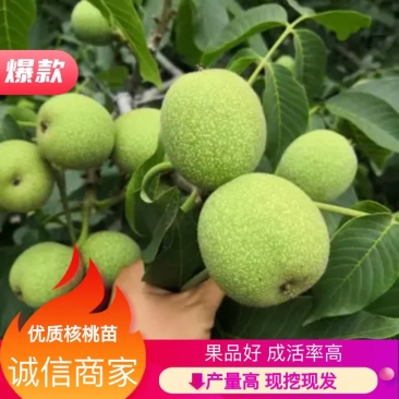 核桃苗100厘米以上2年苗包邮嫁接的有纯辽核一现挖现发