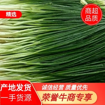 小葱，自产自销，一手货源产地发货大量有货
