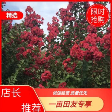 紫薇树，1到15公分，规格齐全！大量低价出售！！！！