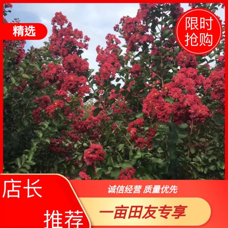 紫薇树，1到15公分，规格齐全！大量低价出售！！！！