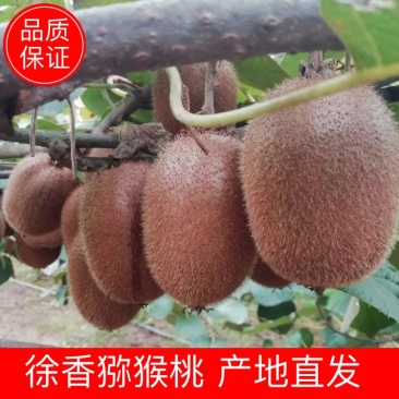 【猕猴桃】正宗徐香猕猴桃产地直发量大从优欢迎咨询