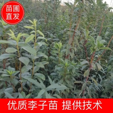 【李子苗】李子树苗大红袍李子诚信经营品种齐全欢迎咨询