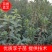 【李子苗】李子树苗大红袍李子诚信经营品种齐全欢迎咨询