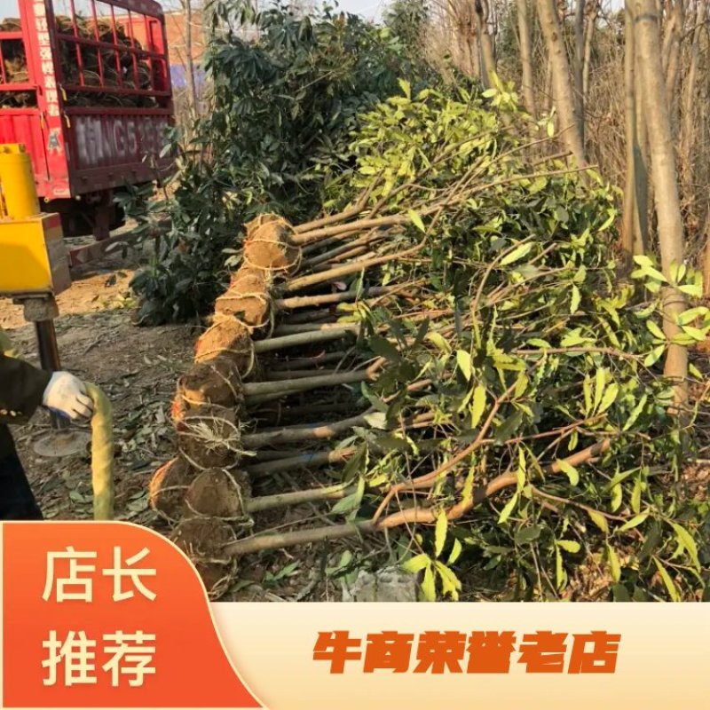 【牛商推荐】石楠树，中华石楠丛生中华石楠，欢迎老板订购
