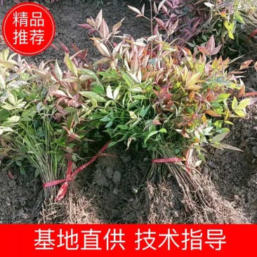 南天竹1年床苗，大量供应优惠多多，欢迎老板前来订购