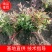 南天竹1年床苗，大量供应优惠多多，欢迎老板前来订购