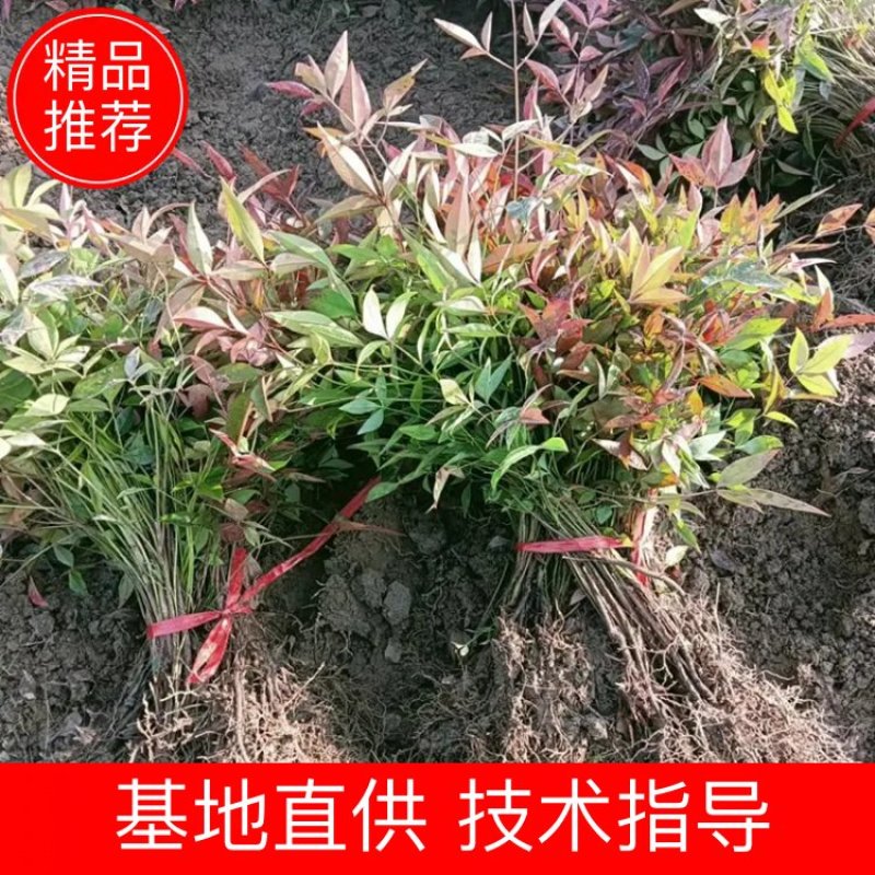 南天竹1年床苗，大量供应优惠多多，欢迎老板前来订购