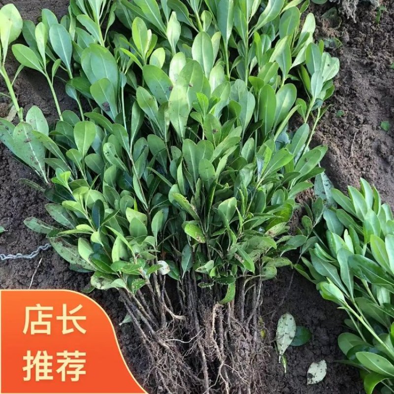 【海桐床苗】海桐苗，大量出售海桐床苗，量大从优基地发货