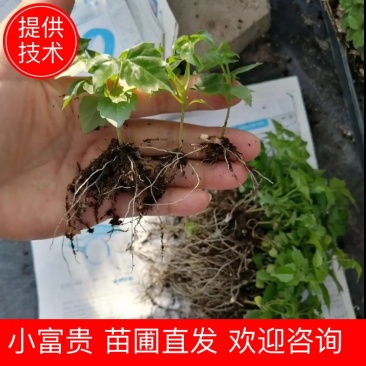 幸福树小富贵观叶植物小盆栽用苗一手货源直发