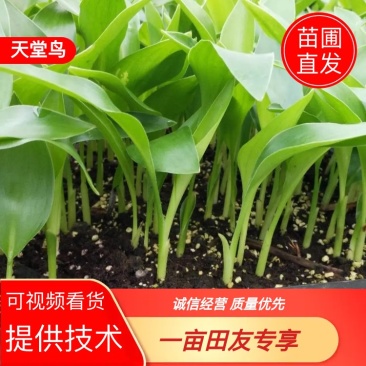 【天堂鸟】红白花天堂鸟苗圃直发品类齐全绿化室内庭院