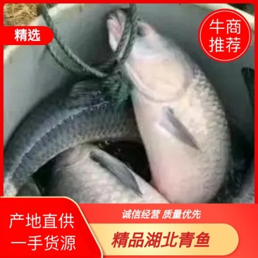 精品青鱼钓场供应品质保证诚信经营大量有货欢迎采购