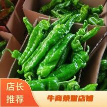 河南泡椒301辣椒螺丝椒苏椒大量上市货量充足全国发货