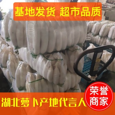 【精品推荐】精品白萝卜沙洋优美白萝卜产地直发量大价低货足