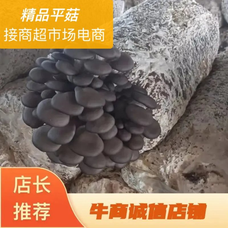 精品灰平菇，现摘现发，基地发货，接电商商超市场欢迎联系