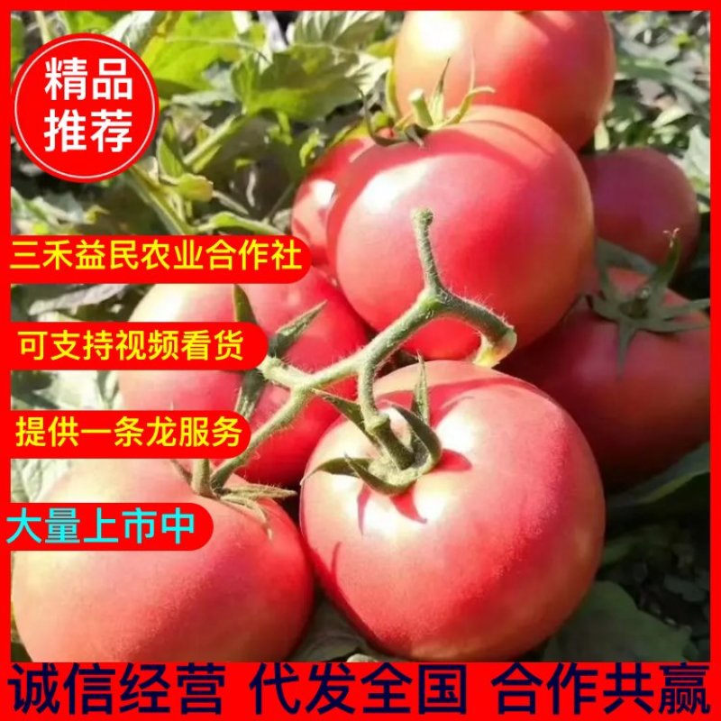 《西红柿基地》河南郸城硬粉西红柿，西红柿代发全国货源充足