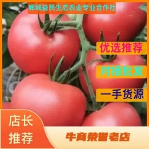 （精品西红柿）硬粉西红柿，郸城硬粉西红柿大量上市中便宜