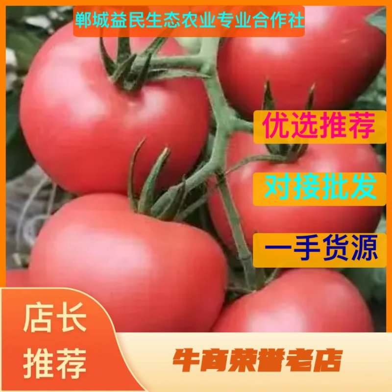 （精品西红柿）硬粉西红柿，郸城硬粉西红柿大量上市中便宜
