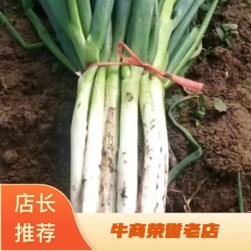 【推荐】甘肃定西临洮县大葱，大量上市，欢迎洽谈合作