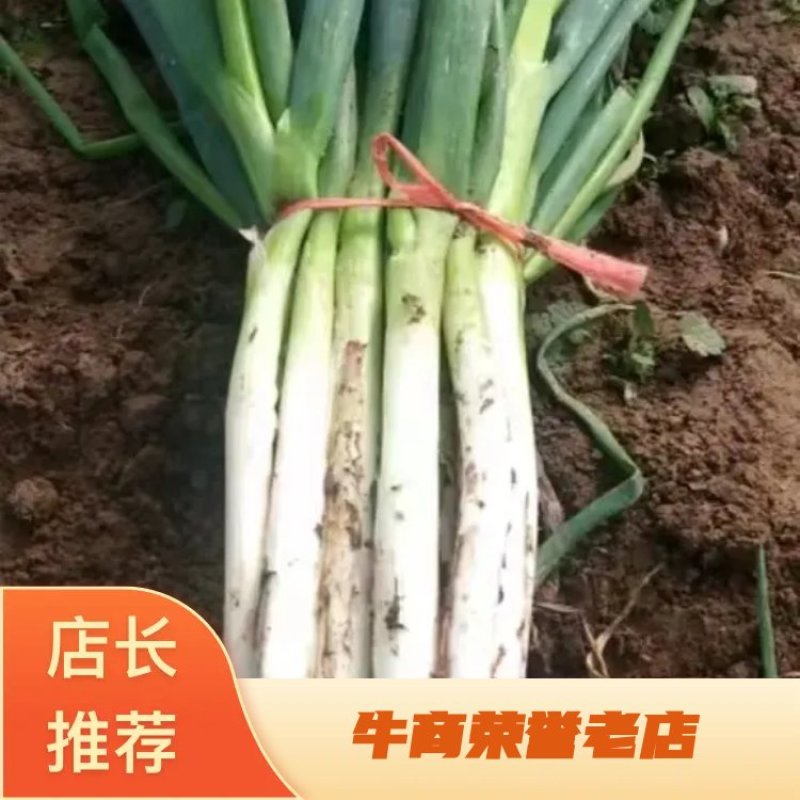 【推荐】甘肃定西临洮县大葱，大量上市，欢迎洽谈合作