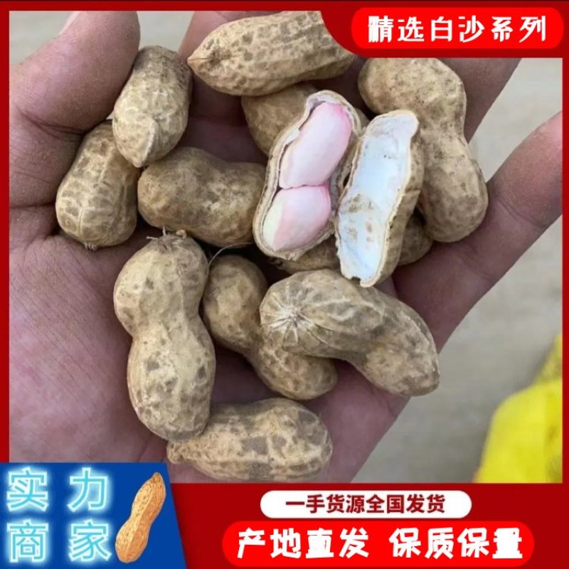 优选鲜花生开封白沙系列产地发货一手货源全国发货