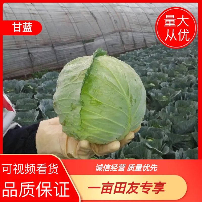 【甘蓝】山西中甘甘蓝圆包菜大量上市欢迎咨询