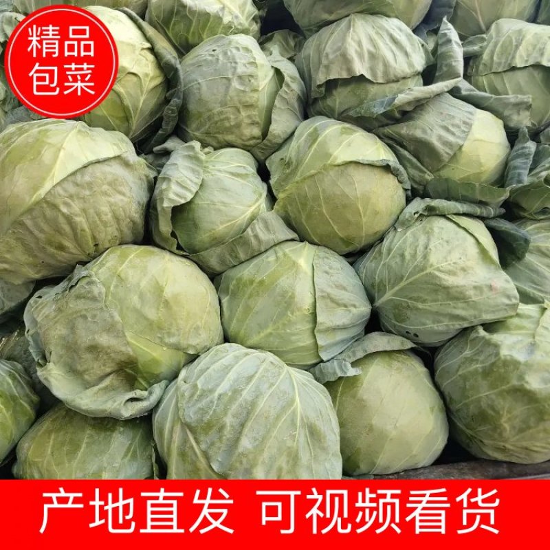 【甘蓝】山西太谷甘蓝，圆包菜大量上市欢迎光临