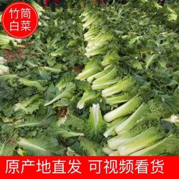 【白菜】山西竹筒白菜绿60白菜原产地直发