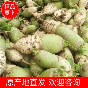 【萝卜】山西青萝卜大量上市货源充足一手货源欢迎咨询