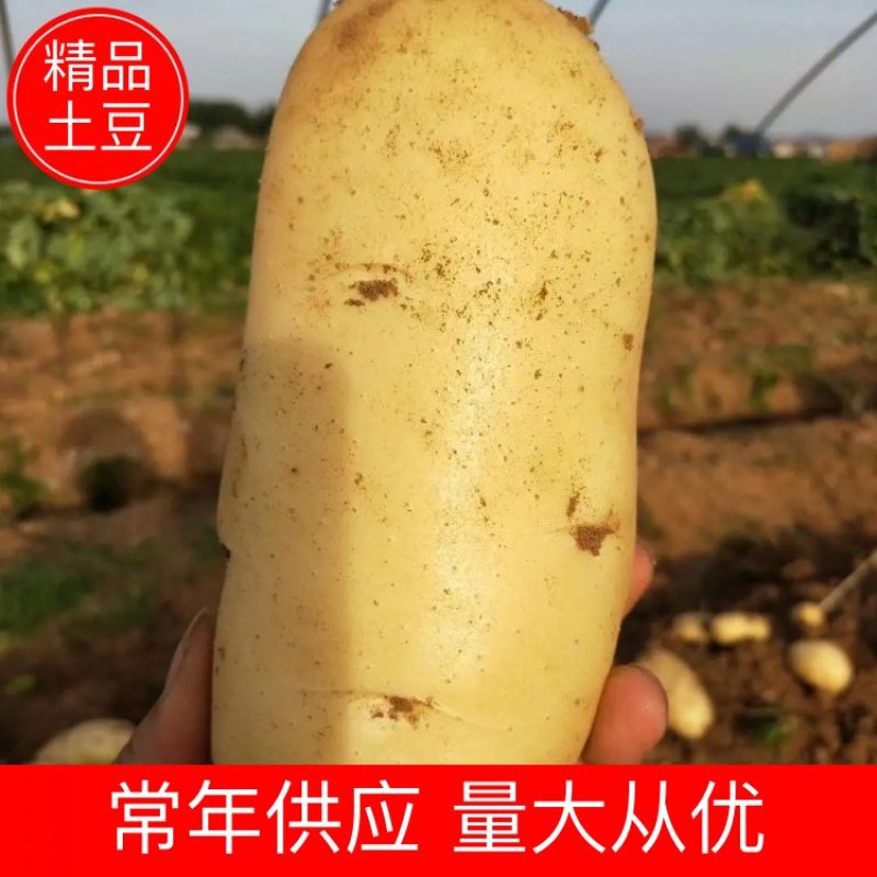 【好货】土豆山东荷兰十五土豆常年供应品质保证