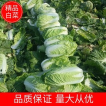 【白菜】优质北京3号白菜量大从优品质保证欢迎咨询