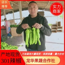 301辣椒山东临沂鲜辣椒【一手货源】万亩基地大量现货